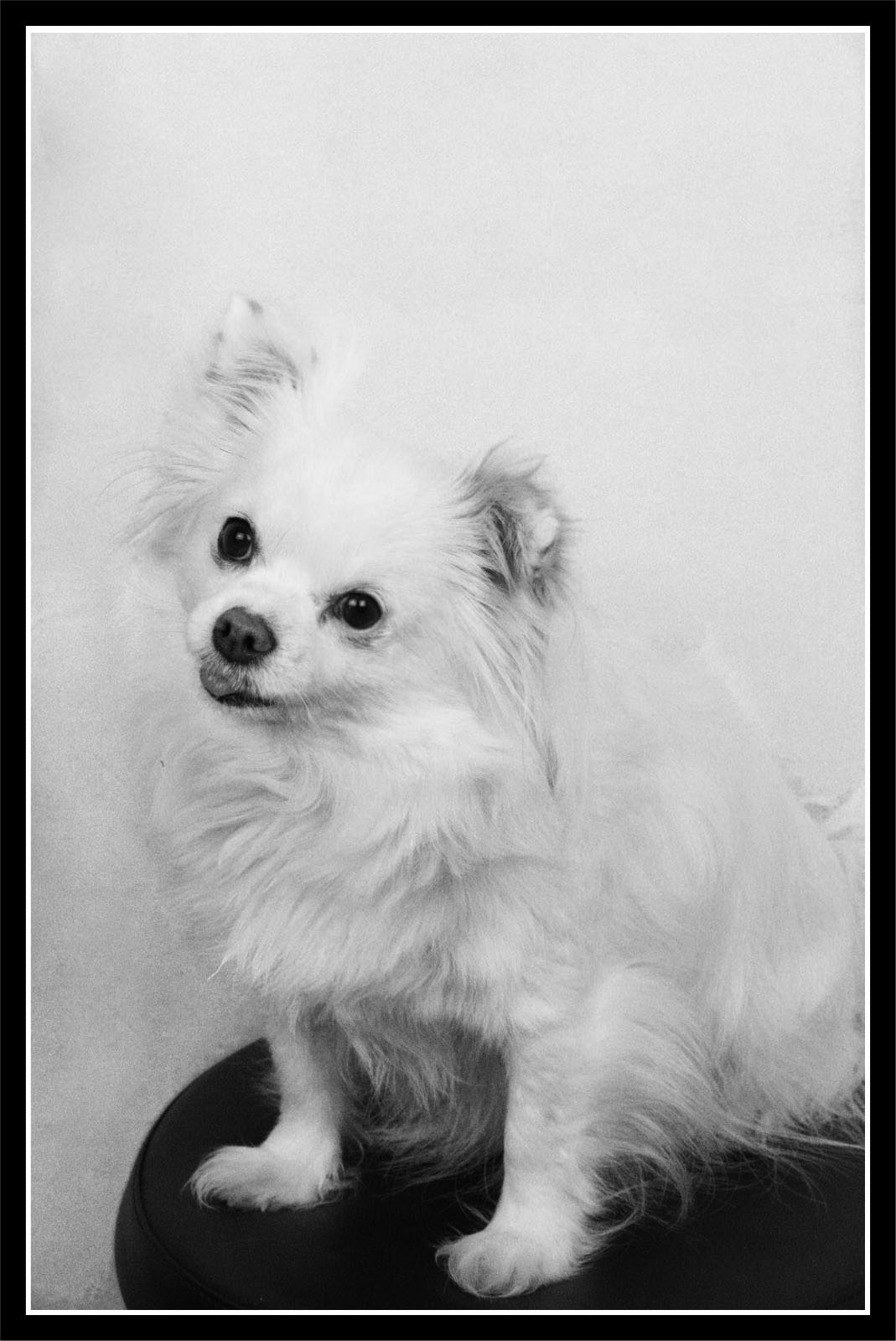 #Mascot Jockel